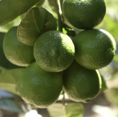 Lime 5
